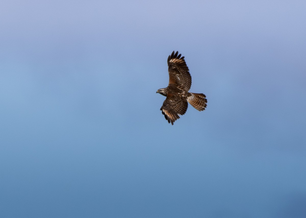 Red-shouldered Hawk - ML616650974