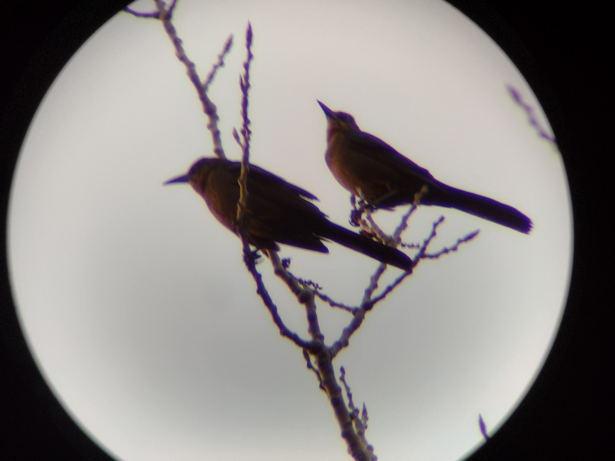 Great-tailed Grackle - ML616650994