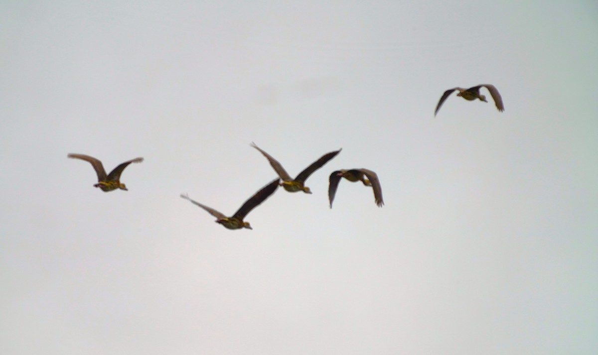 Plumed Whistling-Duck - May Britton