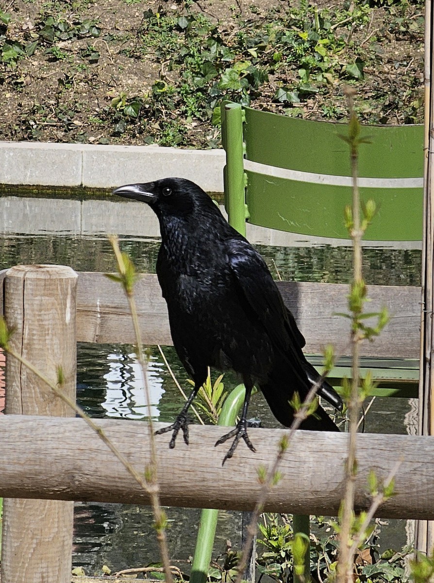 Carrion Crow - Larry Morden