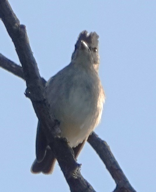 Gray-and-white Tyrannulet - Peter Blancher