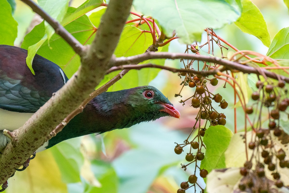 New Zealand Pigeon - ML616651141