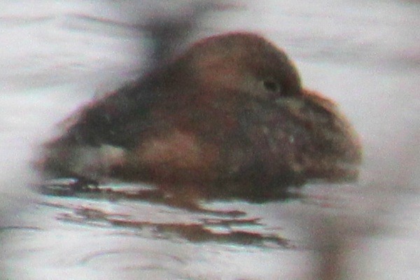 Pied-billed Grebe - Samuel Harris