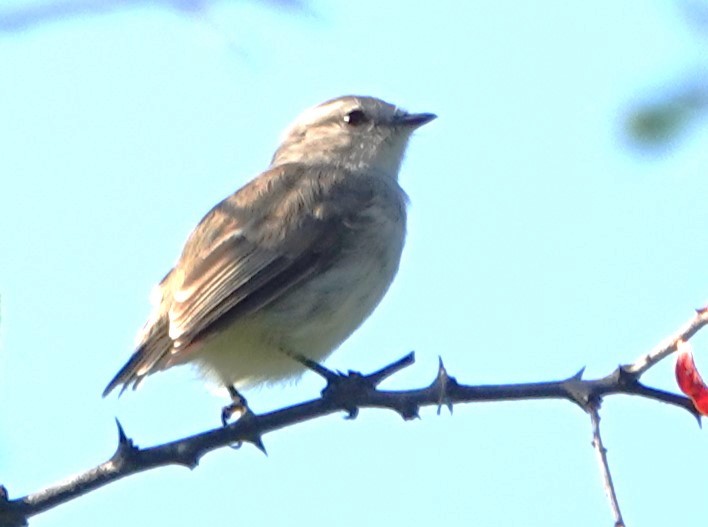 Tumbes Tyrannulet - Peter Blancher