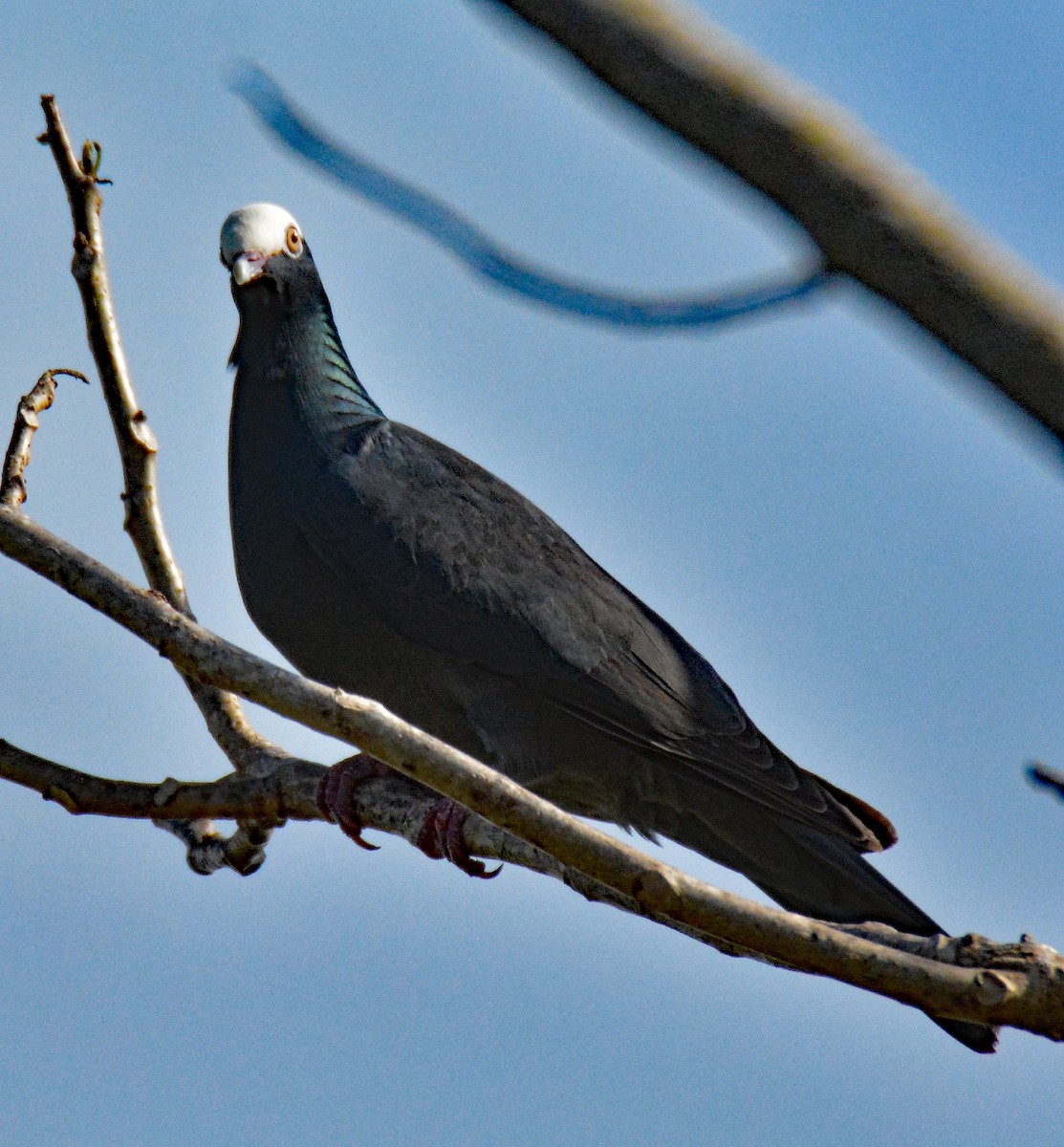 Pigeon à couronne blanche - ML616651155