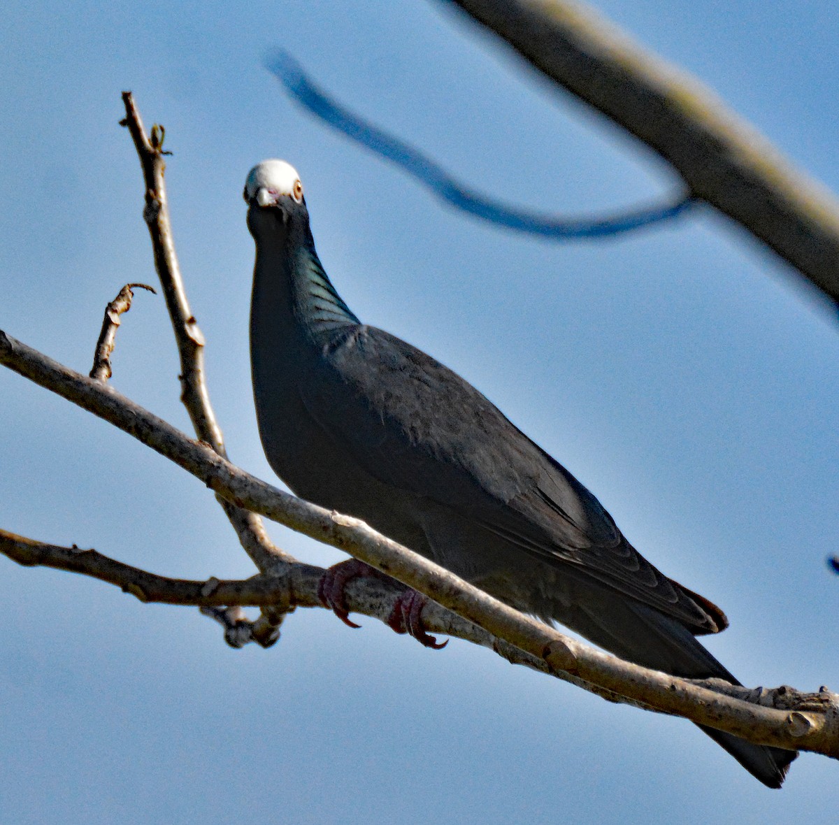 Pigeon à couronne blanche - ML616651159