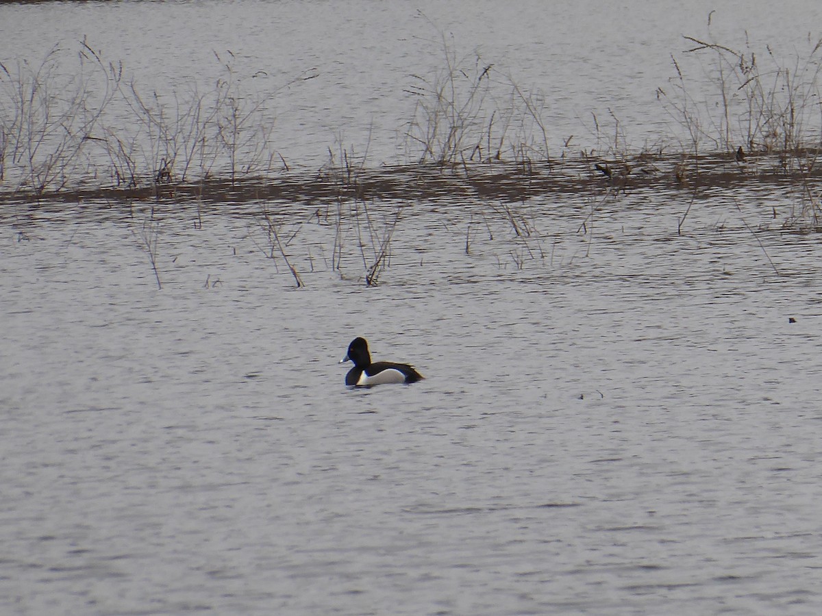 Ring-necked Duck - ML616651167