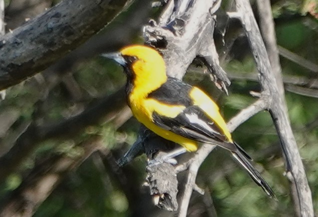 Oriole leucoptère - ML616651193