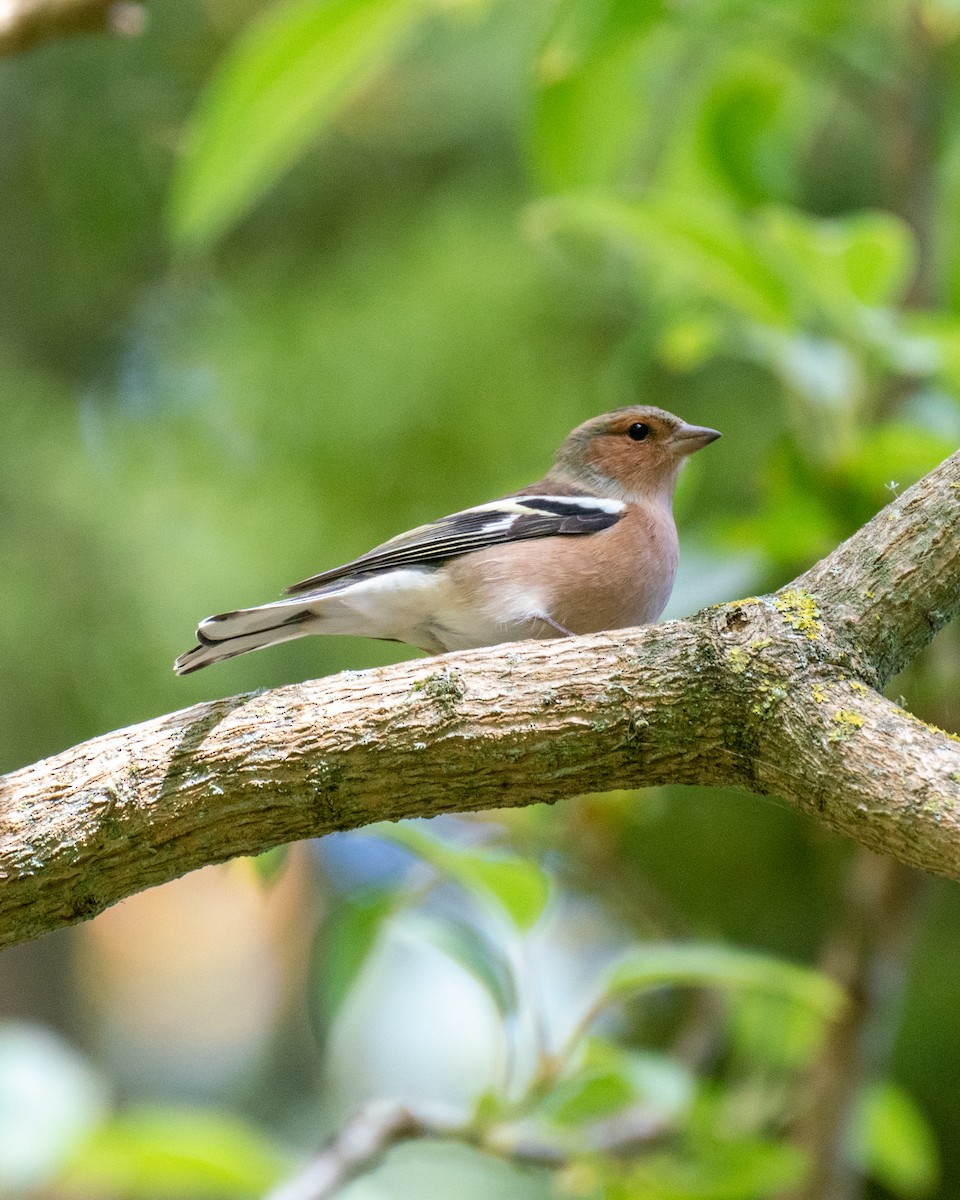 Common Chaffinch - ML616651204