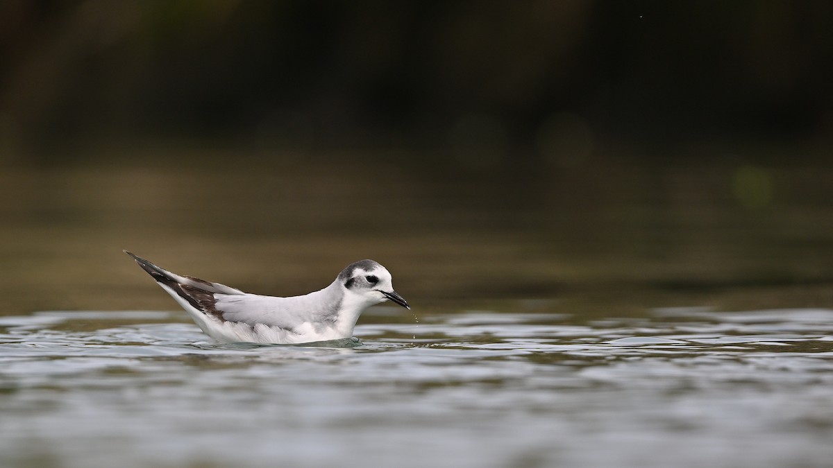 Little Gull - ML616651230