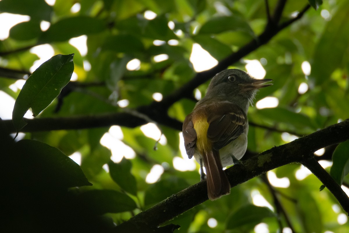 Bright-rumped Attila - Miguel Ángel Sánchez Bautista