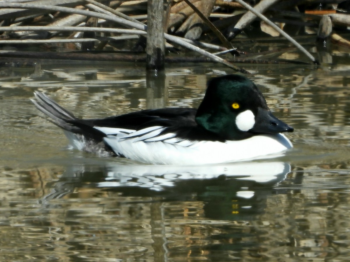 Common Goldeneye - Kevin Christensen