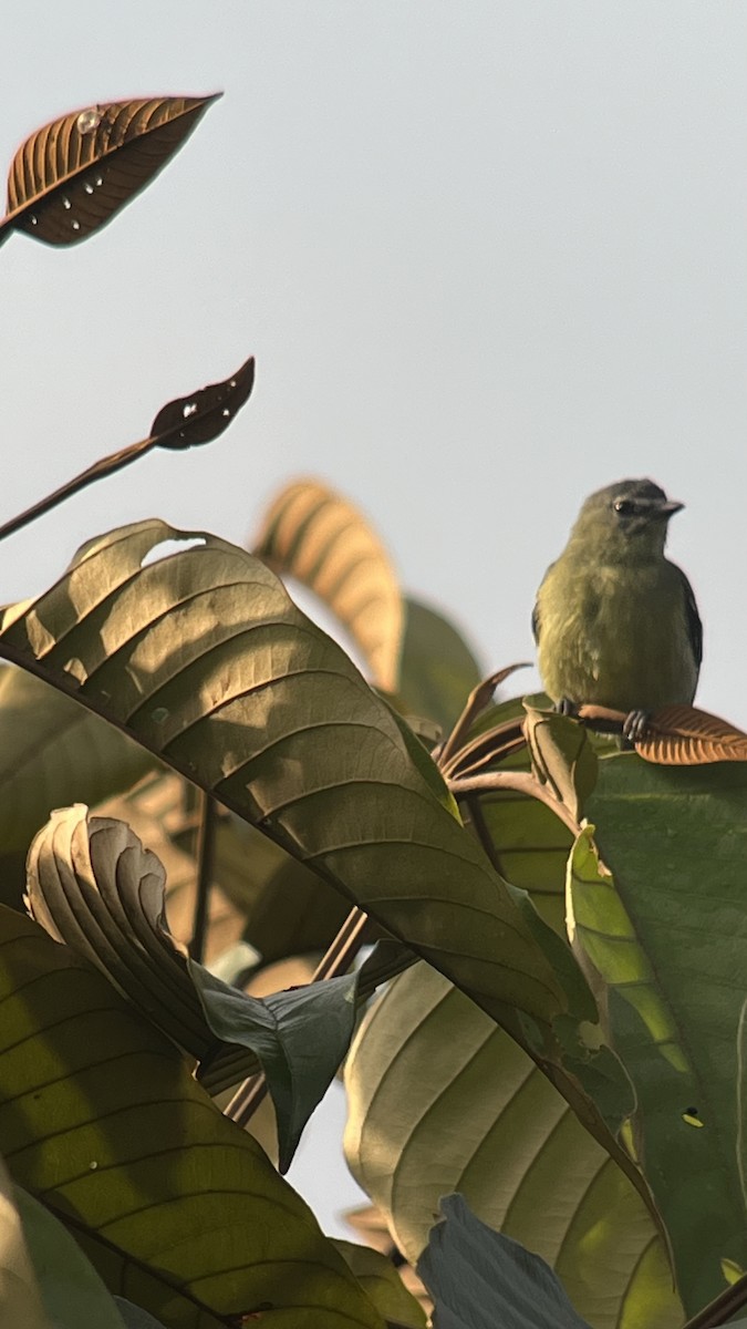 Graukronen-Laubtyrann - ML616651254