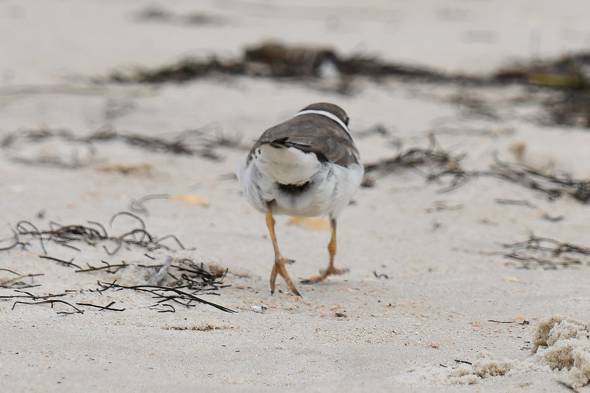 Semipalmated Plover - ML616651267