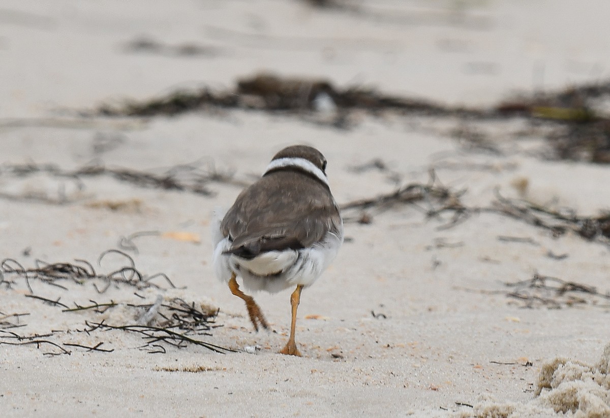 Semipalmated Plover - ML616651268