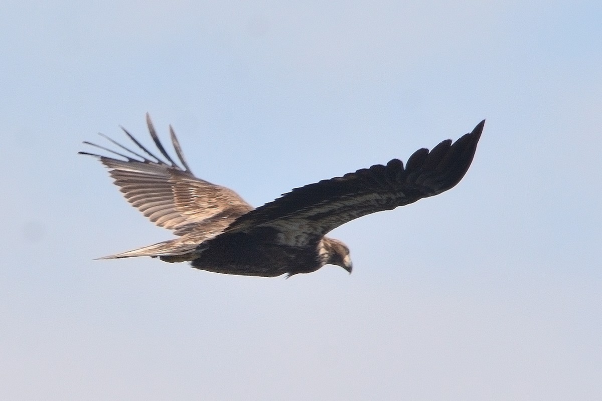 Weißkopf-Seeadler - ML616651342