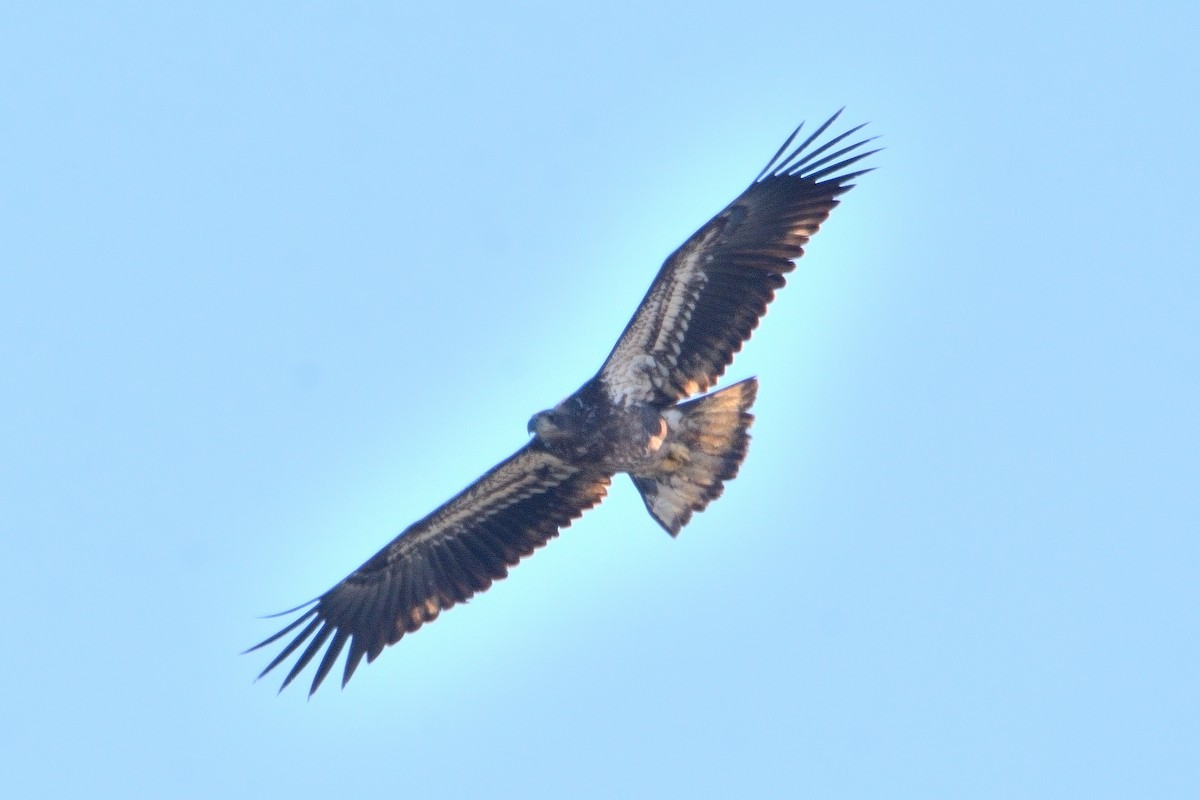 Bald Eagle - ML616651344