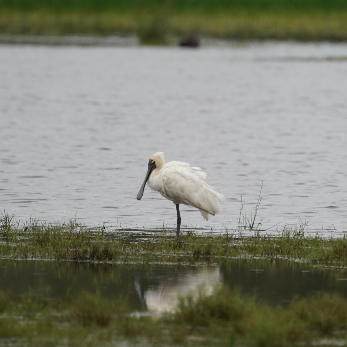 Royal Spoonbill - May Britton