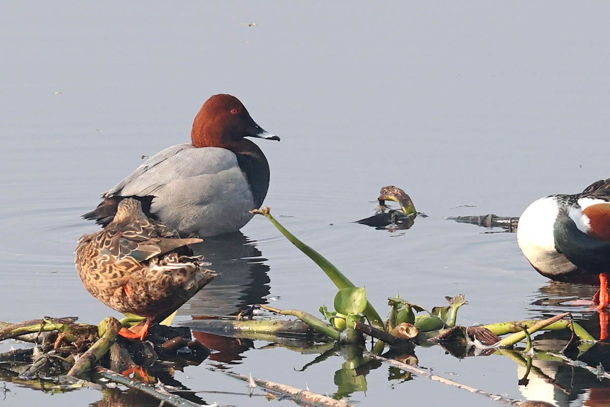 Common Pochard - Michael O'Brien