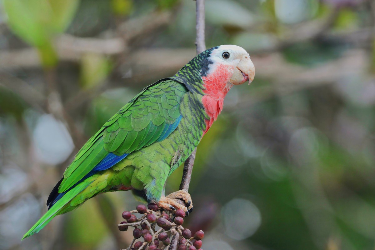 amazoňan kubánský (ssp. bahamensis) - ML616651458