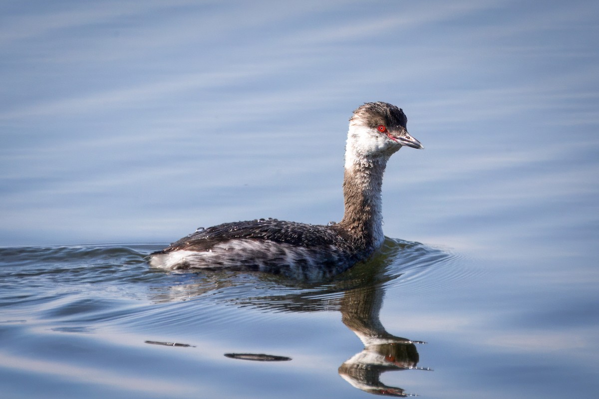 Horned Grebe - ML616651522