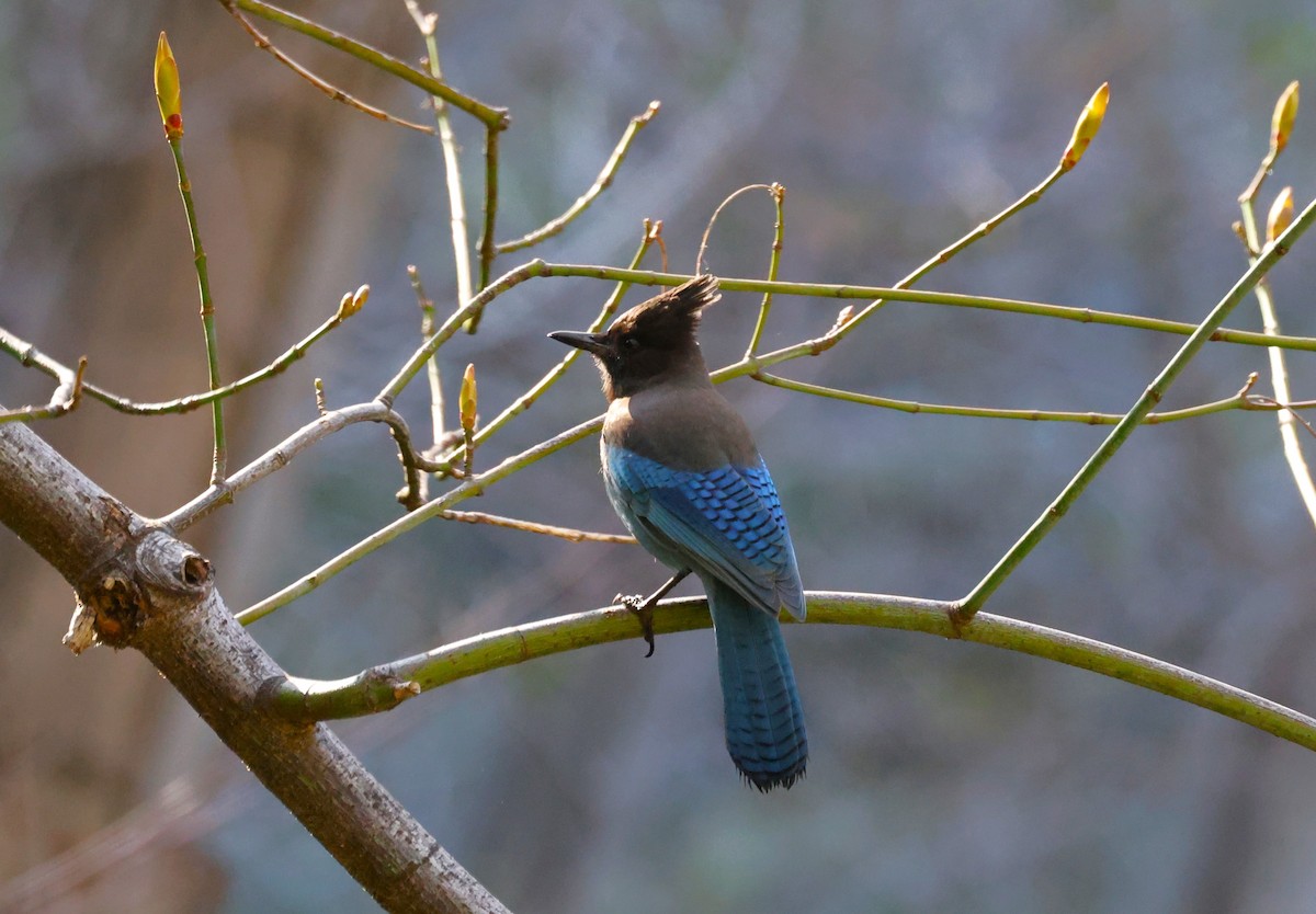 Steller's Jay - ML616651530