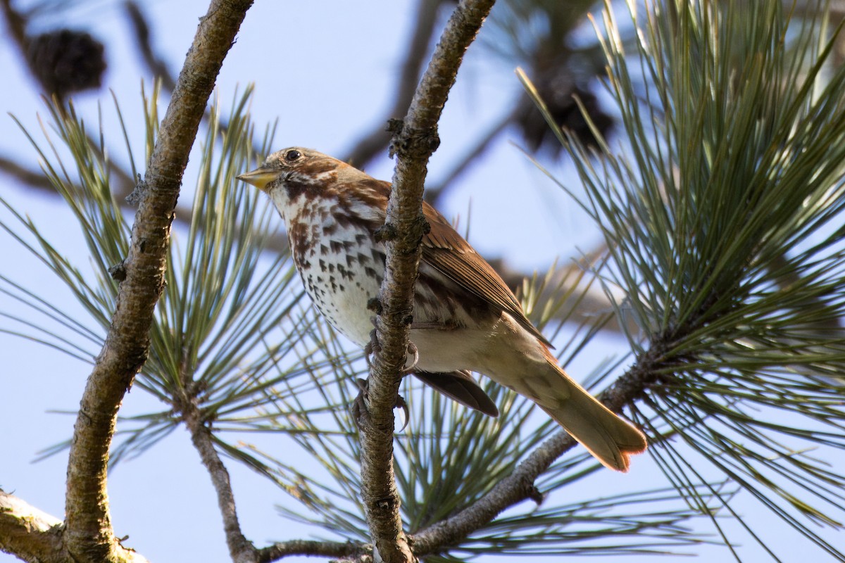 Fox Sparrow - ML616651534