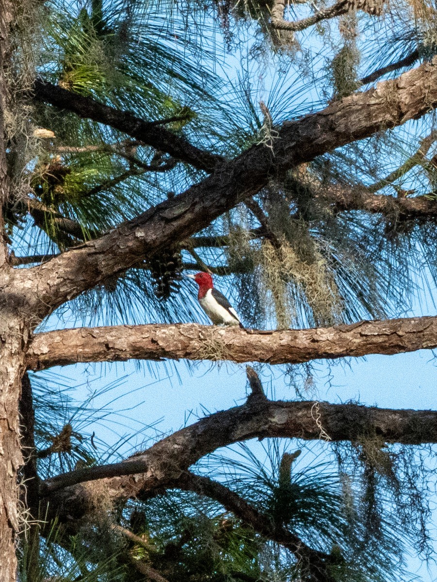Red-headed Woodpecker - ML616651564