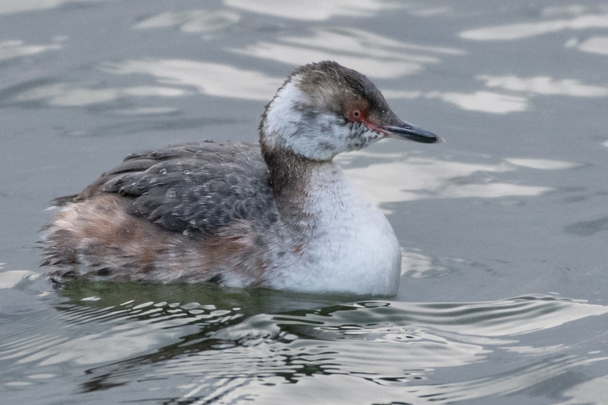Horned Grebe - Brian Genge