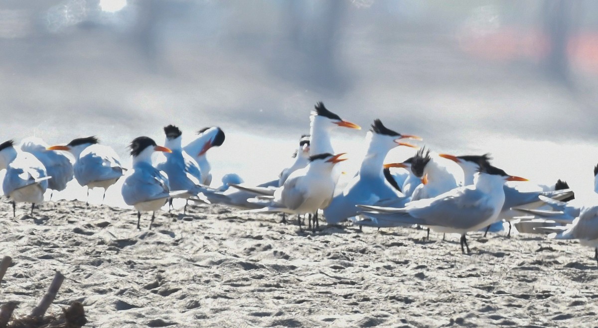 Royal Tern - ML616651568