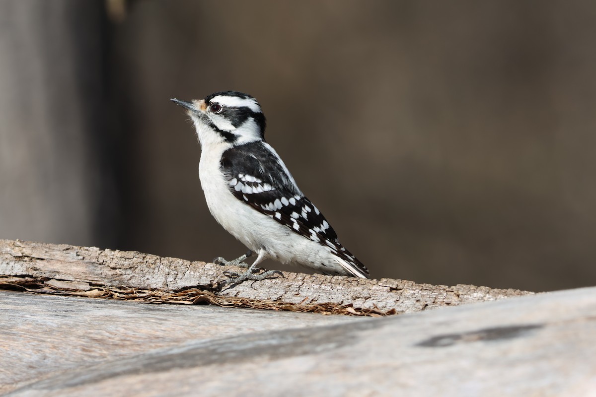 Downy Woodpecker - ML616651586