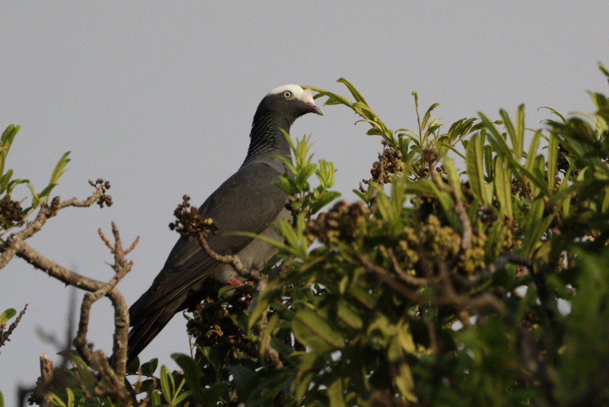 Pigeon à couronne blanche - ML616651600