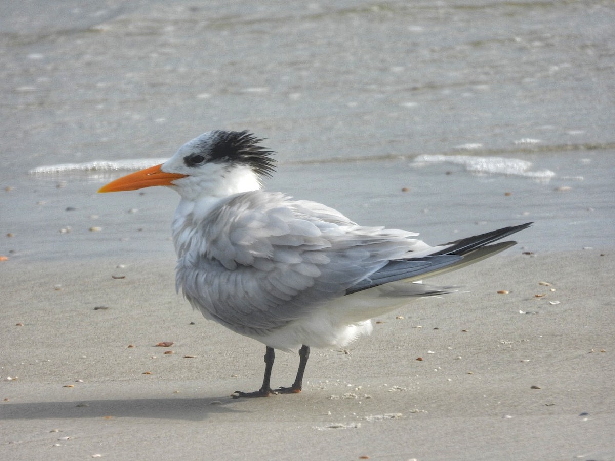 Royal Tern - ML616651624