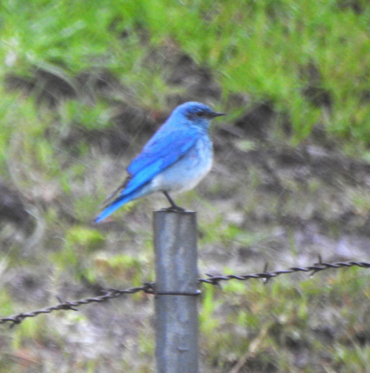 Mountain Bluebird - ML616651632