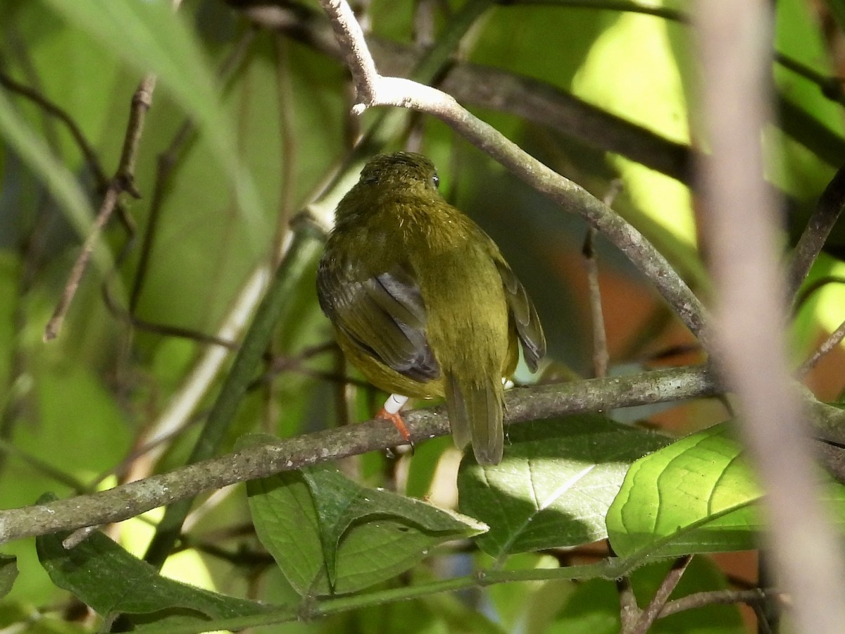 White-collared Manakin - WS Barbour