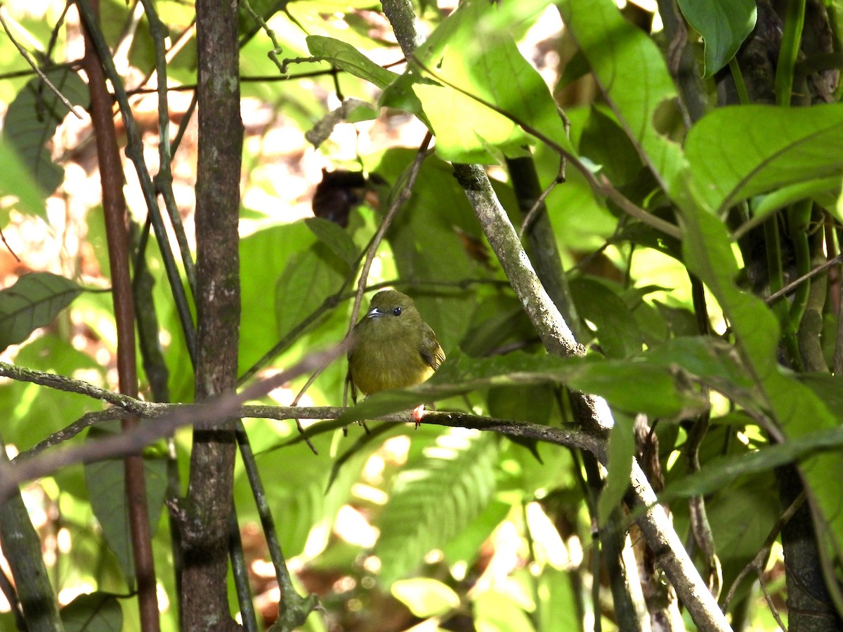 White-collared Manakin - WS Barbour