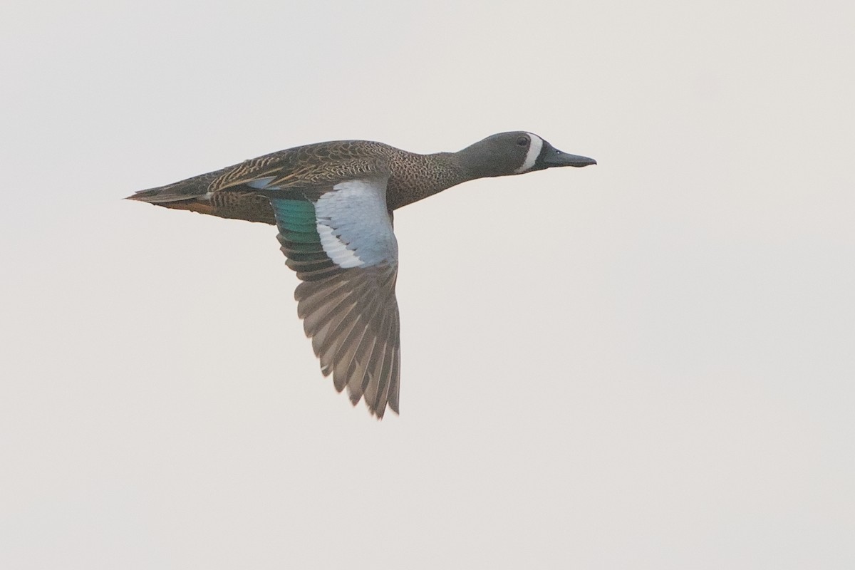Blue-winged Teal - ML616651684
