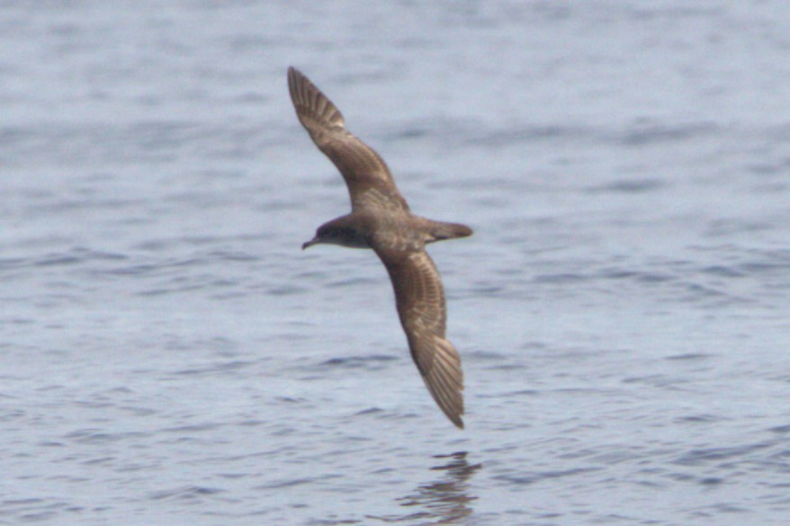 Pink-footed Shearwater - ML616651735