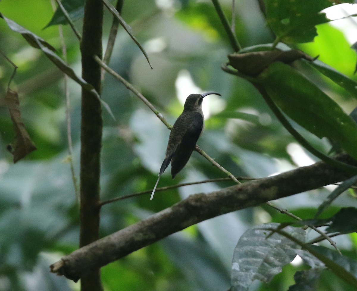 Большеклювый колибри-отшельник - ML616651739