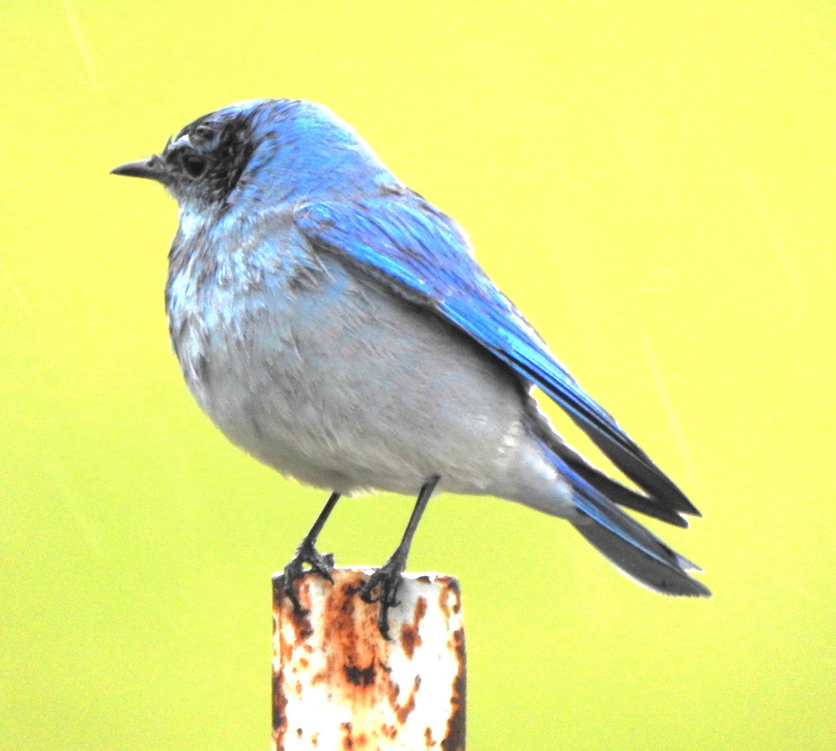 Mountain Bluebird - ML616651744