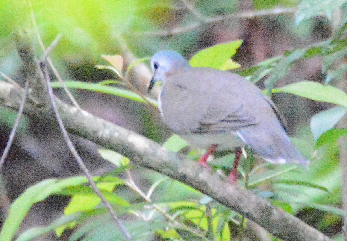 Caribbean Dove - Michael J Good