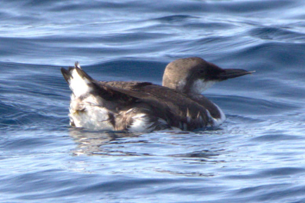 Common Murre - Tino Castillo