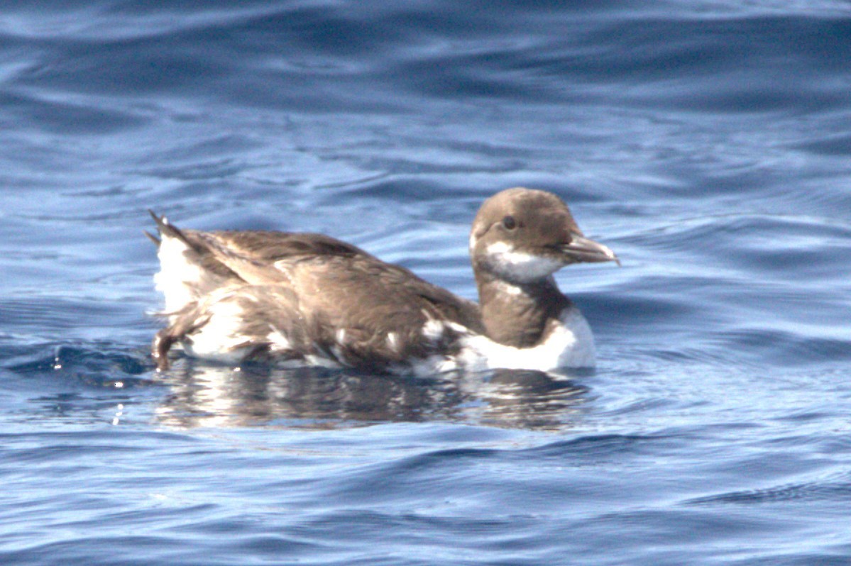 Common Murre - Tino Castillo