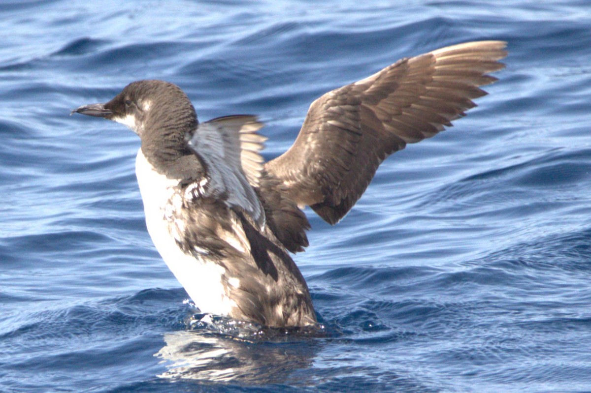 Common Murre - Tino Castillo