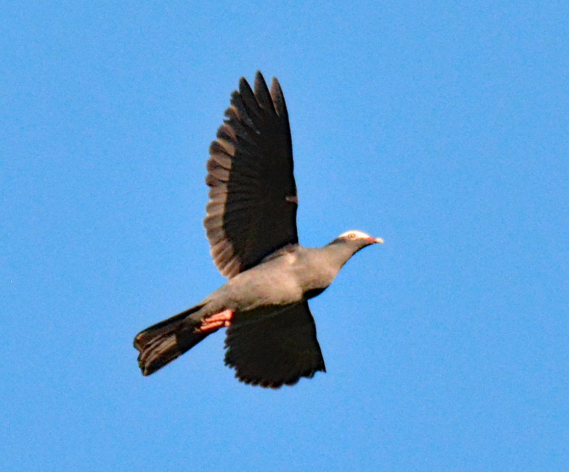 Pigeon à couronne blanche - ML616651781