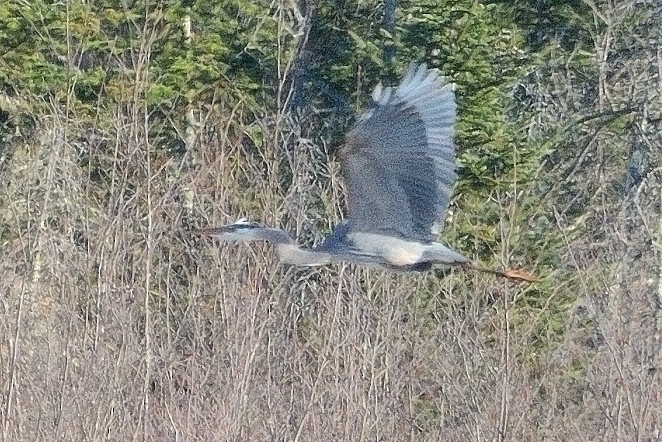 Great Blue Heron - ML616651786