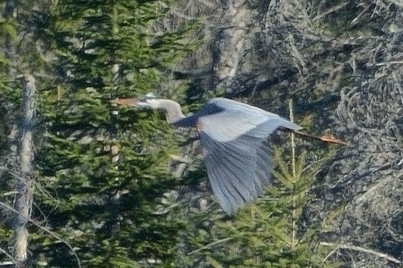 Great Blue Heron - John Gordinier