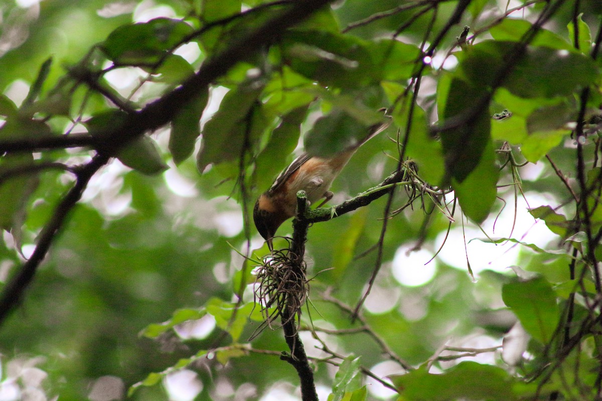 Bay-breasted Warbler - ML616651815