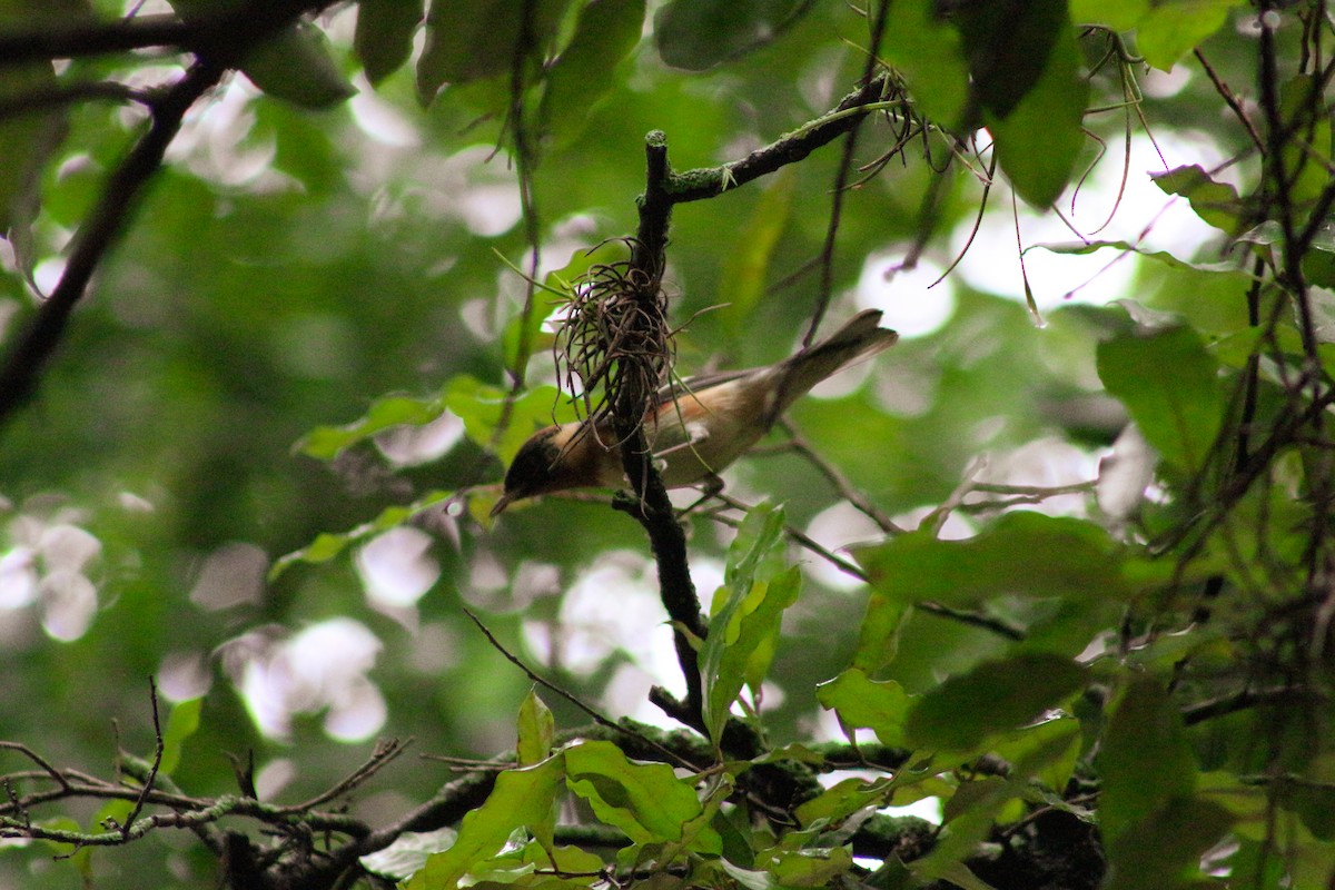 Bay-breasted Warbler - ML616651818