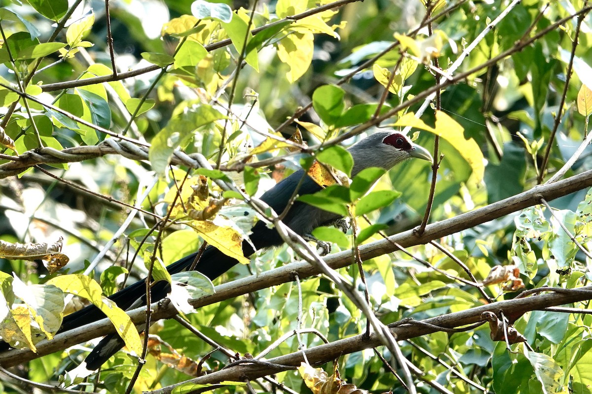 Green-billed Malkoha - ML616651847